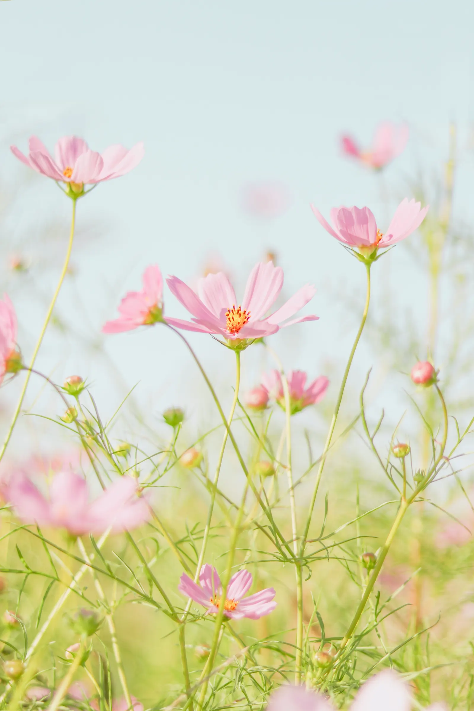 Soft pink cosmos flowers against a pale sky